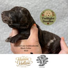 Oyster - Blue Collar - Merle male Goldendoodle puppy in Garland, Texas from Twilight Doodles