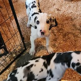Harlequin male - Harlequin male Great Dane puppy in Gig Harbor, Washington from Lakaya Danes
