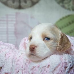 Cockapoo and Goldendoodle Puppies from Capital Doodles