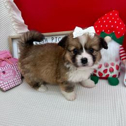 Fluffy- Daisy - Sable and white female American Corgi puppy in Waskom, Texas from Piney Woods Corgis