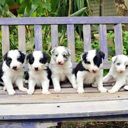 Border Collie Puppies from Ranch Girl Border Collies