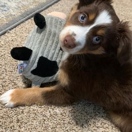 Toy Australian Shepherd Puppies from Shelly Johnson's Australian Shepherds