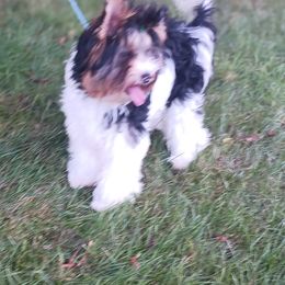 Biewer Terrier puppies from Noble Legacy Biewers