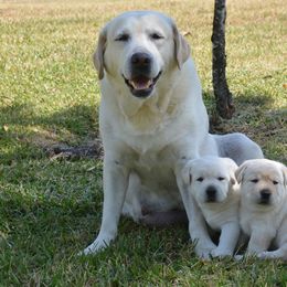 Labrador Retrievers from Mill Stream Labradors