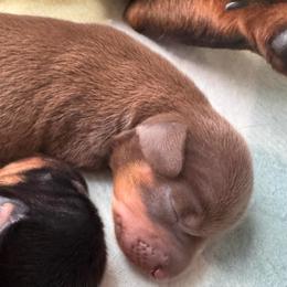 Mocha - Chocolate and tan female Dachshund puppy in Wallingford, Kentucky from Hensley Homestead Dachshunds