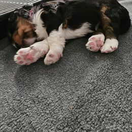 Aussiedoodle Puppies from Parrish Precious Ones