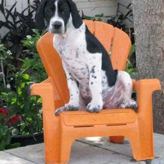 German Shorthaired Pointer and Pointer Puppies from Paladen