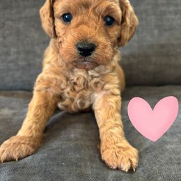 Pink - Red  female Goldendoodle puppy in Memphis, Michigan from Kevin Williams