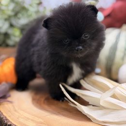 Julian - Black male Pomeranian puppy in Gilroy, California from Belt Fed Kennels
