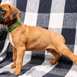 Boxer Puppies from Boxer Boulevard