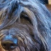 Bergamasco Sheepdogs from Du Terroir