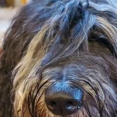 Bergamasco Sheepdogs from Du Terroir