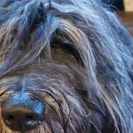 Bergamasco Sheepdogs from Du Terroir