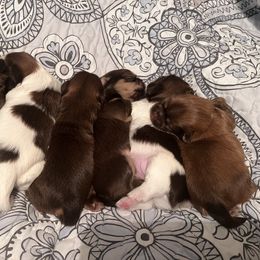 Shih Tzu Puppies from Shannon’s Sweet and Sassy Shih Tzu’s