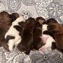 Shih Tzu Puppies from Shannon’s Sweet and Sassy Shih Tzu’s