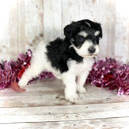 Miniature Schnauzer Puppies from Silver Sage Schnauzers