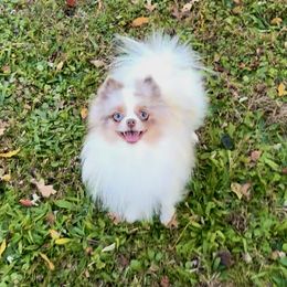 Cloud - Chocolate merle male Pomeranian puppy in Princeton, New Jersey from PureLove Poms.