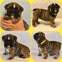 Bulldog Puppies from Bertha Butt Bulldogs