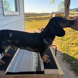 Finnegan - Dachshund