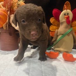 Green Dot - Brown male Chesapeake Bay Retriever puppy in Wisconsin Dells, Wisconsin from Kilbourn Chesapeakes