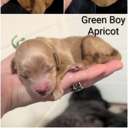 Green Boy - straight-coated apricot - Red male Whoodle puppy in Kalispell, Montana from Countryman Whoodles