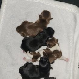 Shih Tzu puppies from Dempsey’s Darlings