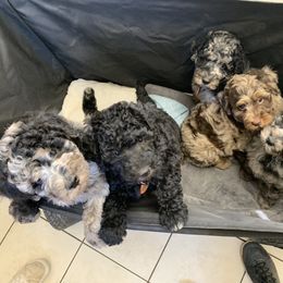 Assorted Doodle Crosses, Bernedoodle, Cockapoo, Double Doodle, and Goldendoodle All Grown Up from Hawk Mountain Doodles
