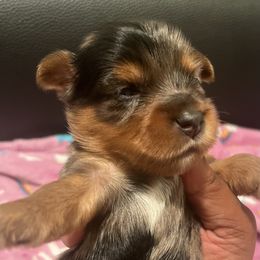 Charlie Brown - Merle male Yorkipoo puppy in Shelby, North Carolina from Dynasty puppies