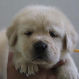 Pick 4 - Yellow male Labrador Retriever puppy in Williston, Florida from Royal K Labradors