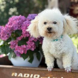 Bonnie - Poodle