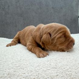 Celine - Red female Australian Labradoodle puppy in Denton, Texas from Liberty Hill Labradoodles