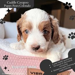 Red Collar - Blenheim female Cavapoo puppy in Fort Lupton, Colorado from Puppy Paws Colorado