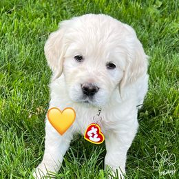 Girl 1 - Golden Retriever puppy in Attica, Michigan from Magnolia Meadow Goldens