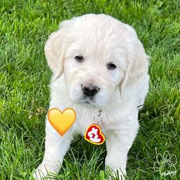 Girl 1 - Golden Retriever puppy in Attica, Michigan from Magnolia Meadow Goldens