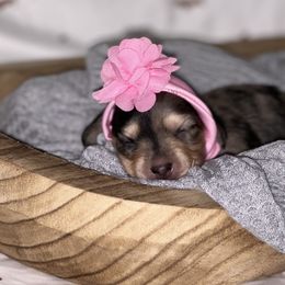 Pinky - Dachshund puppy in Alva, Florida from Salty C's Dachshunds