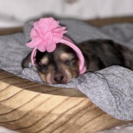 Pinky - Dachshund puppy in Alva, Florida from Salty C's Dachshunds
