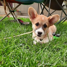 Pembroke Welsh Corgi Puppies from Iron Moss Ranch
