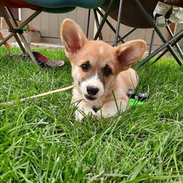 Pembroke Welsh Corgi Puppies from Iron Moss Ranch