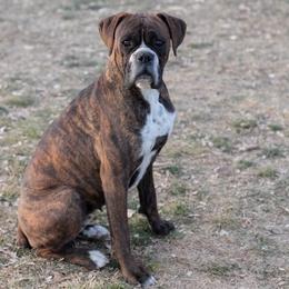Asia - Boxer