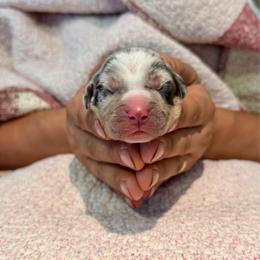 Hyssop - Blue merle male Catahoula Leopard Dog puppy in Danielsville, Georgia from Sheepcote Farm Catahoula’s