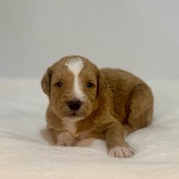 Mango - Red  female Goldendoodle puppy in Kenansville, North Carolina from J+A Family Doodles
