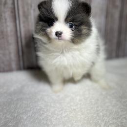 Pomeranian Puppies from Kerrie’s Pomeranian