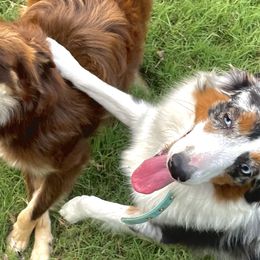 Miniature Australian Shepherds from Dickerson's Mini Aussies