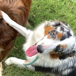 Miniature Australian Shepherds from Dickerson's Mini Aussies