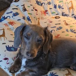Georgia - Blue and tan female Dachshund puppy in Manchester, New Hampshire from 603 Wiener Wonders