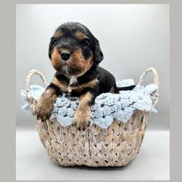 Ophelia - Black and tan female Cavapoo puppy in Awendaw, South Carolina from LierChonPoo
