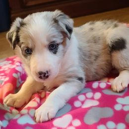 Border Collie Puppies from Sherry's Border Collies
