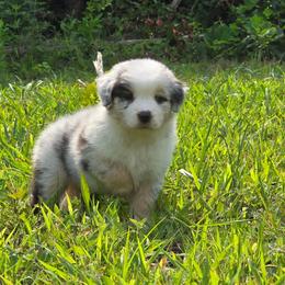 PB.BMF1 - Blue merle female Miniature Australian Shepherd puppy in Deer Lodge, Tennessee from KSH Aussie Haven