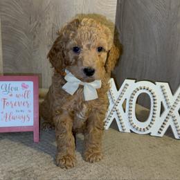 Gus - Apricot male Goldendoodle puppy in Valdosta, Georgia from Designer Doodles of South GA