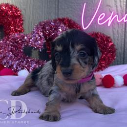 Dachshund Puppies from Camacho_Dachshunds